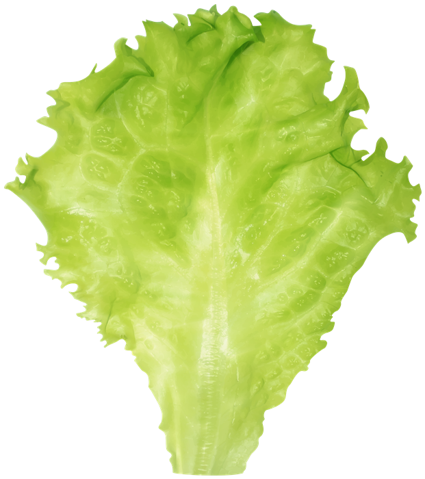 Lettuce leaf cutout